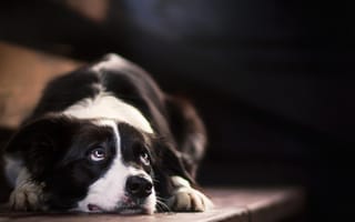 Картинка взгляд, собака