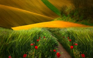 Картинка field, landscape, nature, трава, view, маки, природа, grass, colors, scenery, цветы, поле, вид, trees, path, путь, деревья, пейзаж, poppies, нива, flowers