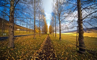 Картинка дорога, природа, осень