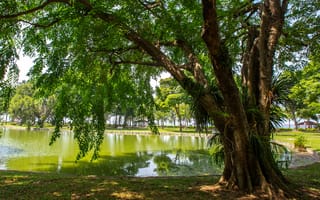 Картинка Сингапур, East, дерево, Деревья, Park, деревьев, парк, Парки, дерева, Природа, Coast, Пруд