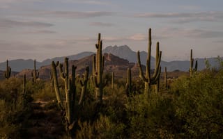 Картинка америка, Four, гора, США, Природа, Горы, штаты, Peaks, Arizona, Кактусы