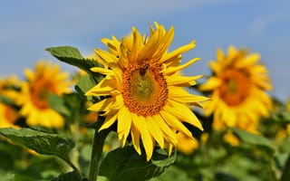 Картинка Размытый, Крупным, вблизи, боке, Цветы, цветок, Подсолнухи, Подсолнечник, планом