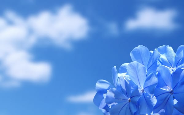 Обои Синими Цветами Фото