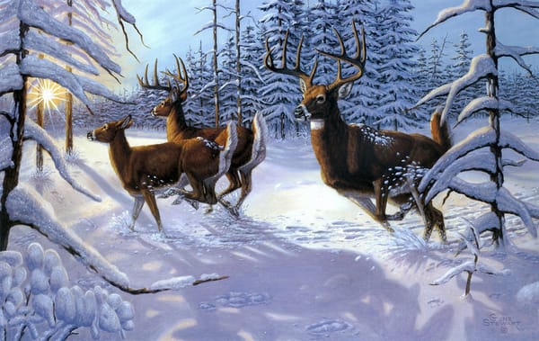 Обои Gene Stewart, лучи, зима, олени, солнце, снег, животные, ель, лес, живопись, Winter Glory