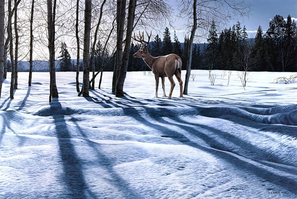 Обои Ron S. Parker, живопись, олень, снег, зима, солнечный день, Afternoon Shadows, пейзаж, тени, природа, лес