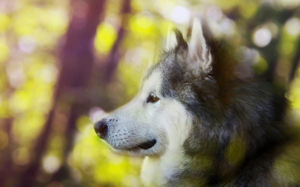 Обои Alaskan malamute, взгляд, собака