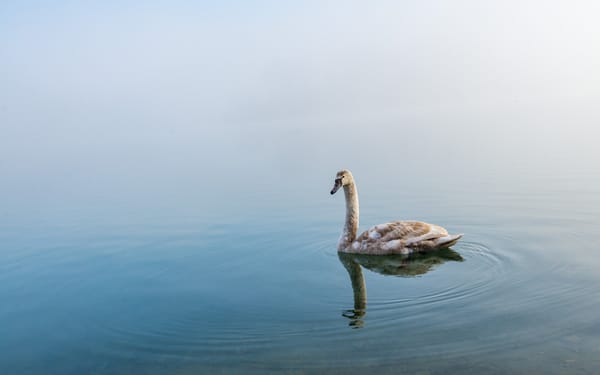 Обои живая природа, отражение, озеро, лебедь
