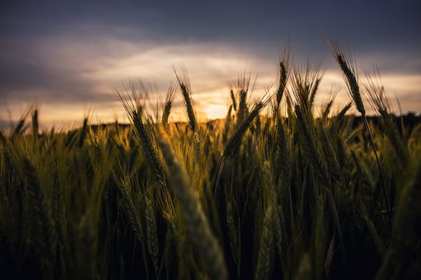 Обои закат, стебли, початок кукурузы, пшеница, серые облака, поле пшеницы, поле