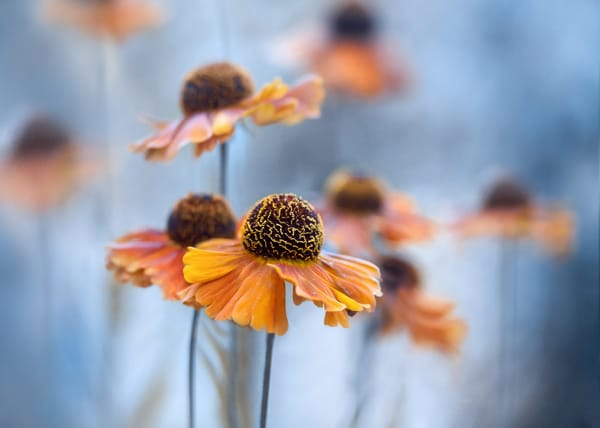 Обои голубой, Гелениум, Helenium, цветы желто-оранжевые