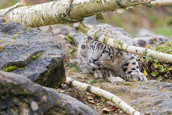 Обои камень, ветка, взгляд, кошка, ©Tambako The Jaguar, дерево, ирбис, снежный барс