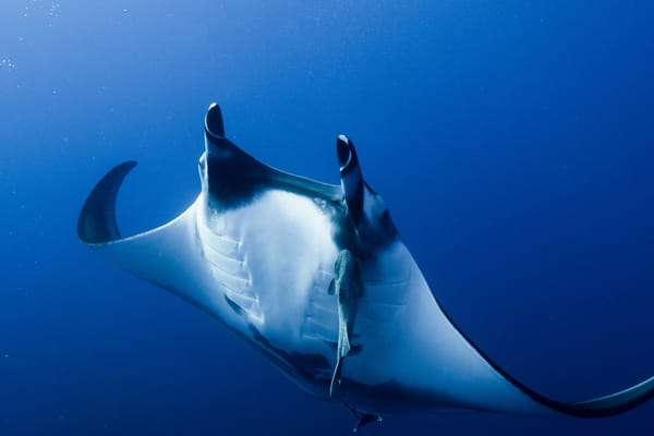 Обои Socorro, Pacific ocean, Manta Ray