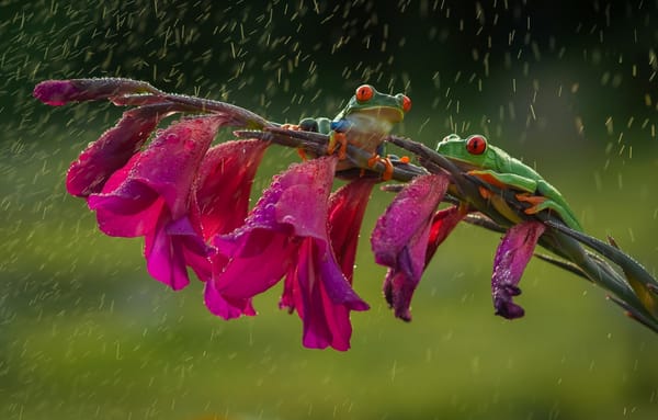 Обои зеленые, лягушки, лапки, colourfull, разноцветные, beauty, цветок, flower, красные глаза, frog, оранжевые, rain, древесные, orange, дождь, friendsheep, red eyes, дружба