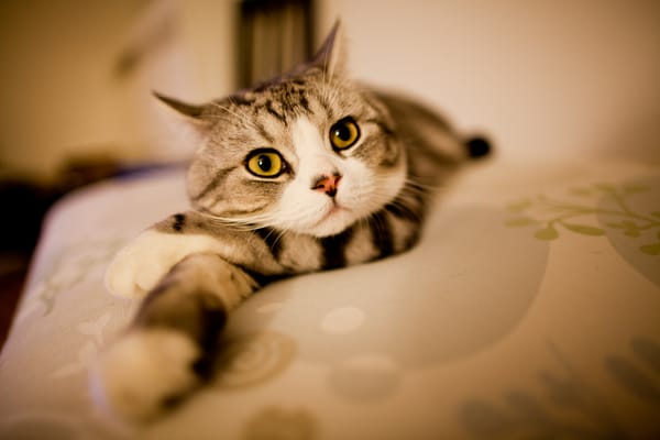Обои скоттиш-страйт, розовый нос, лежит, желтые глаза, белые лапки