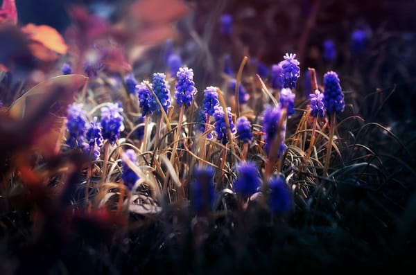 Обои природа, muscari neglectum, цветы