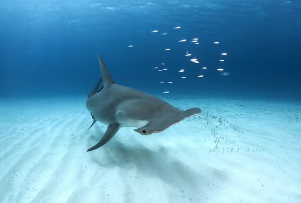 Обои Bahamas, Great Hammerhead Shark, Bimini