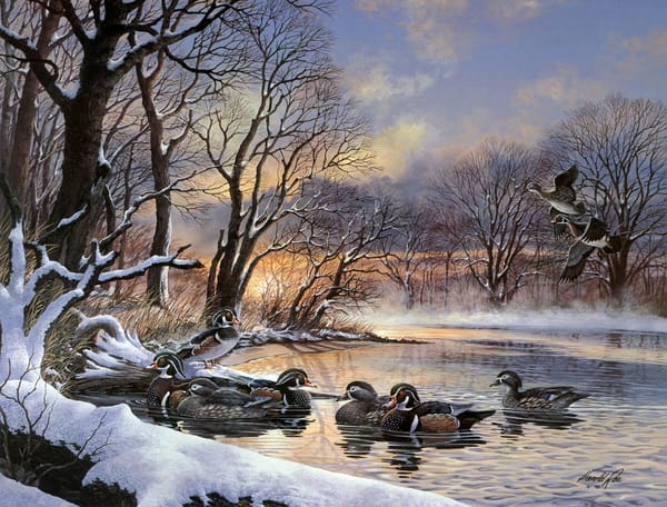 Обои Winter Woodies, стая уток, утки, рассвет, закат, полынья, зима, живопись, чирок, wood duck, Harold Roe, озеро