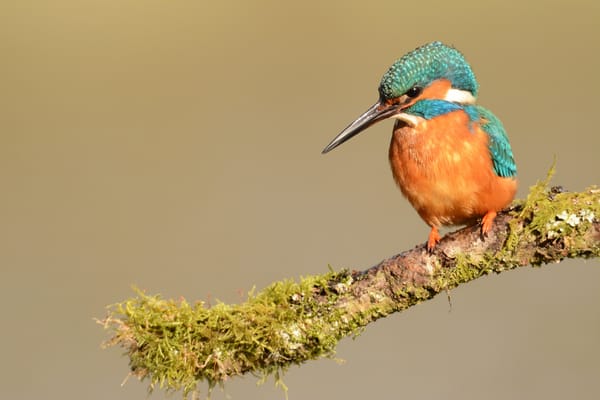 Обои Kingfisher, птица, клюв