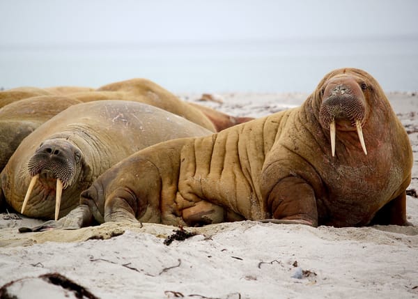 Обои beach, Svalbard and Jan Mayen, seals, fangs, Smeerenburg Breen, sand, fins, Pinniped, Norway, teeth