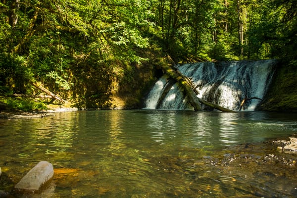 Обои лес, Silver Falls State Park, водопад, США