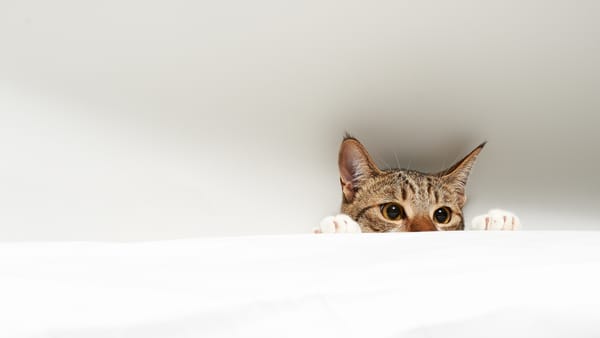 Обои кот, белый фон, выглядывает, котэ