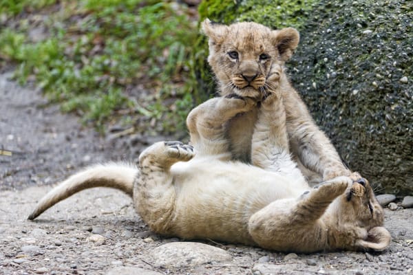 Обои львёнок, котёнок, пара, игра, львята, кошки, детёныш, ©Tambako The Jaguar