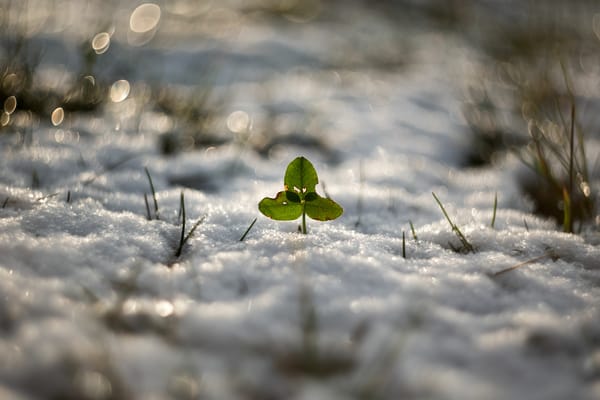 Обои Good luck Greenpeace, снег, зима, природа