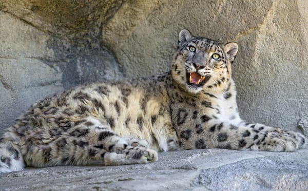 Обои снежный барс, ирбис, камень, взгляд, кошка, ©Tambako The Jaguar