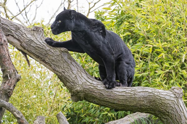Обои ягуар, дерево, ©Tambako The Jaguar, чёрный, кошка