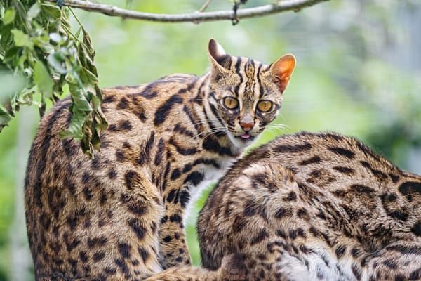 Обои оцелот, взгляд, кошка, ©Tambako The Jaguar