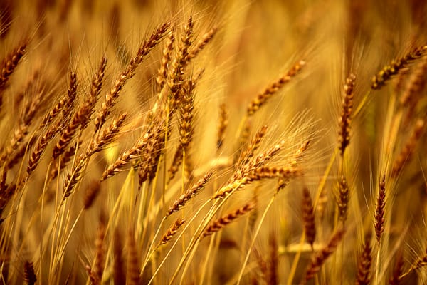 Обои bearded barley, yellow, close up