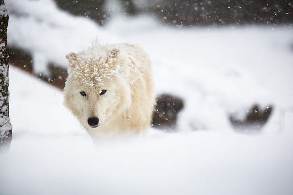 Обои Arctic wolf, снег, зима