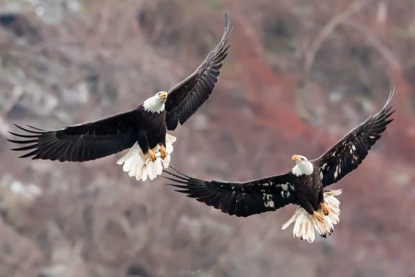 Обои Bald Eagles, птицы, природа