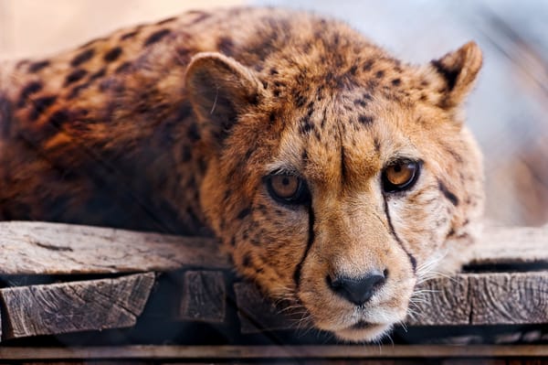 Обои гепард, cheetah, хищник, взгляд