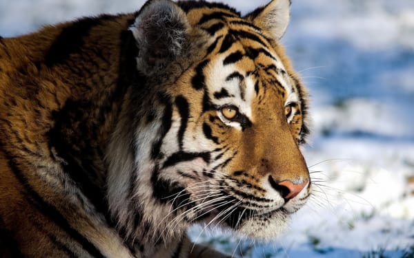 Обои тигр, panthera tigris, морда, усы, tiger, взгляд