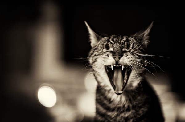 Обои кот, зубы, котэ зевает, пасть