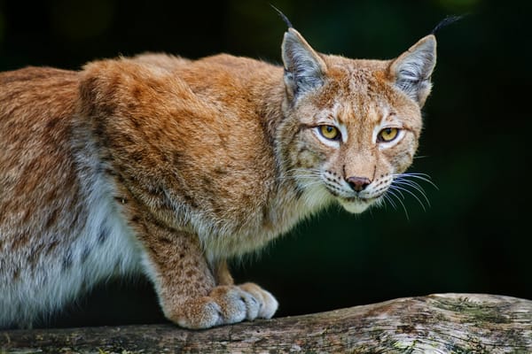 Обои bobcat, lynx, хищник, рысь