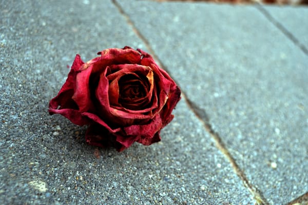 Обои роза, макро, красный цветок, rose