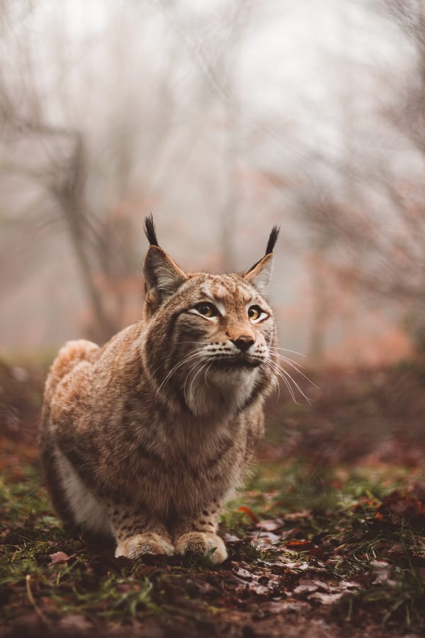 Обои рысь, хищник, большая кошка