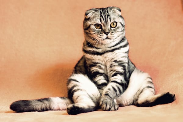 Обои шотландская вислоухая кошка, кот, сидит