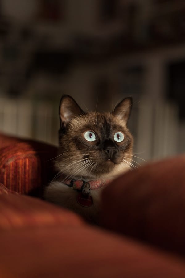 Обои сиамский кот, кот, морда