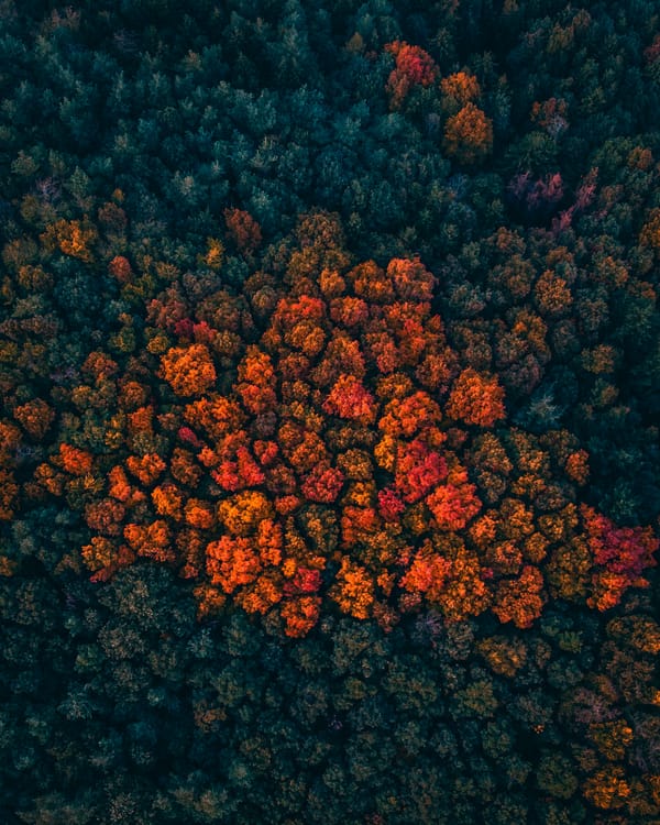Обои лес, деревья, вид сверху