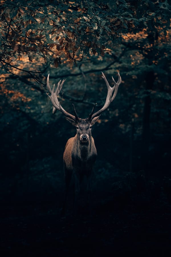 Обои олень, дикая природа, рога