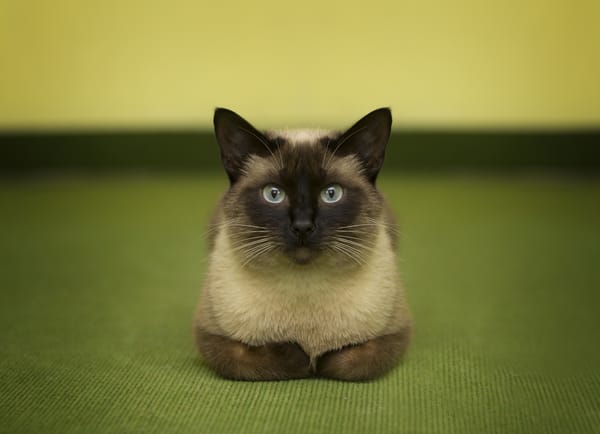 Обои сиамский кот, кот, кошка
