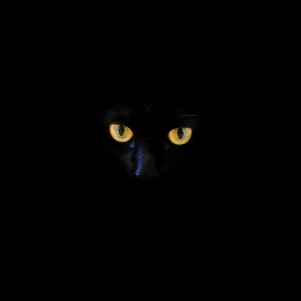 Обои кот, черный кот, глаза