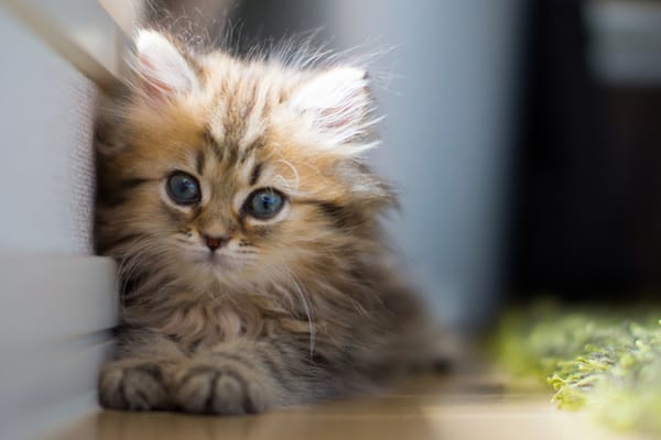 Обои взгляд, c benjamin torode, daisy, Котёнок
