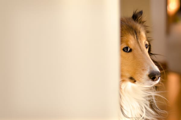 Обои kerfuffle~photography, Собака, fergus, колли