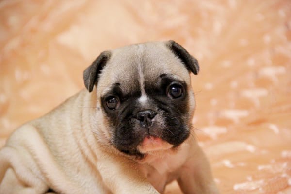 Обои щенок, французский бульдог, french bulldog