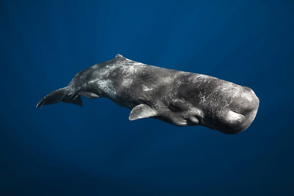 Обои млекопитающее, physeter macrocephalus, крупнейший из зубатых китов, кашалот