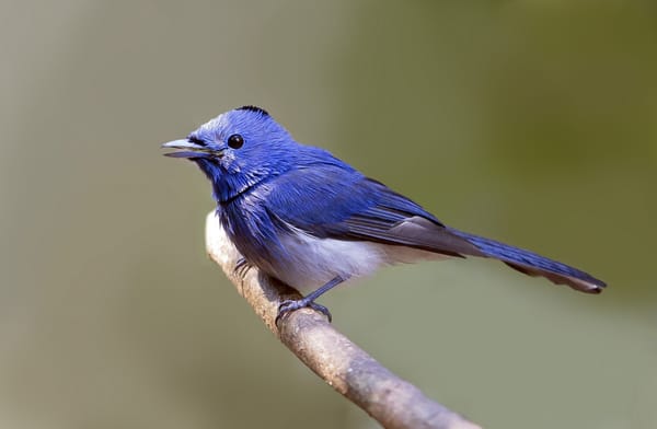 Обои птица, hypothymis azurea, монарх, blue, monarch, синий монарх