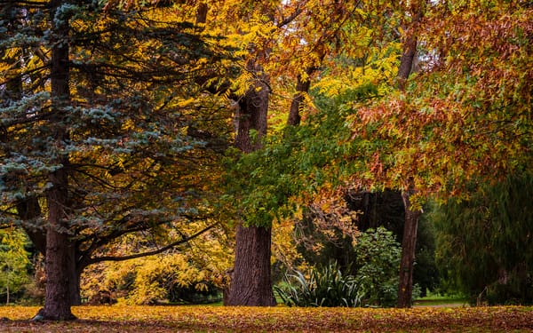 Обои деревья, new zealand, парк, листья, christchurch botanic gardens, новая зеландия, christchurch, осень, крайстчерч